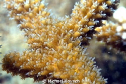 Staghorn Coral and polyps at the Fish Camp Rocks off the ... by Michael Kovach 